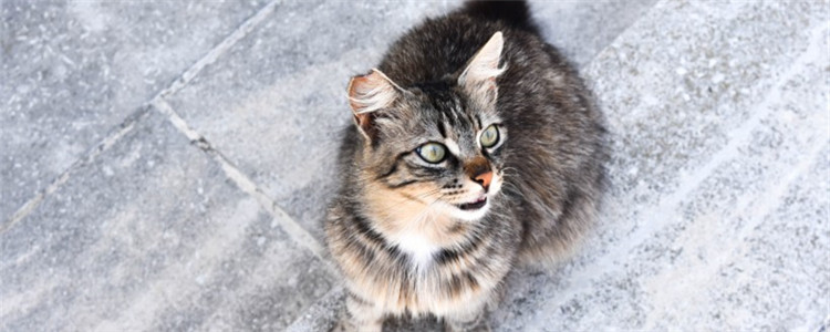 小猫外出用带猫砂吗 带不带猫砂取决于外出时间长短