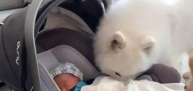 狗狗第一次跟宝宝见面 一脸好奇又兴奋