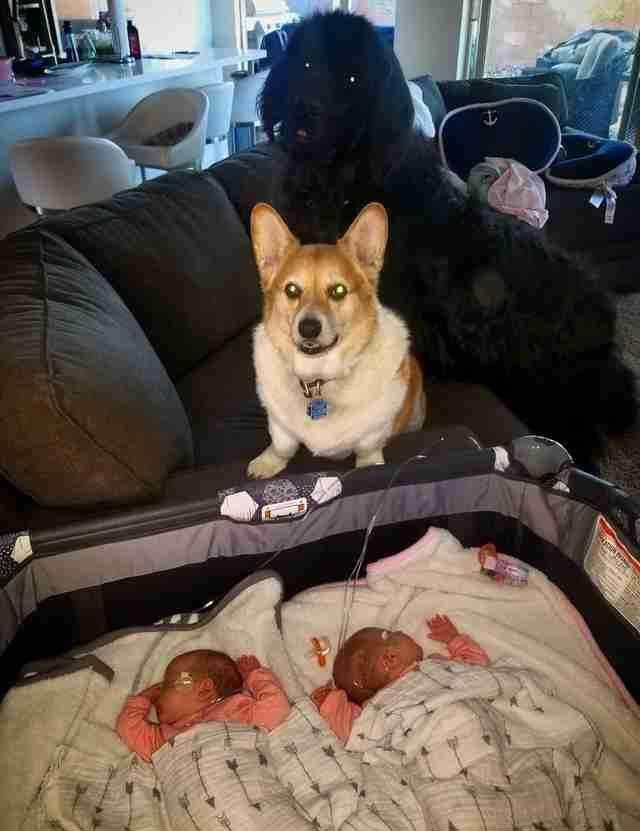 狗狗严密守护双胞胎小主人,一刻都不放松