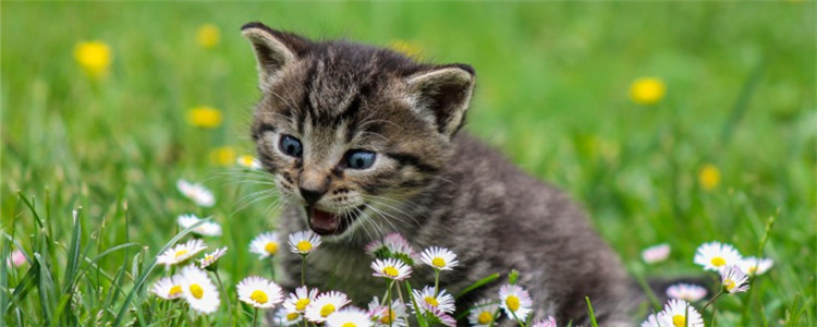 三个月的小猫可以外出吗 没有打疫苗的猫不要外出