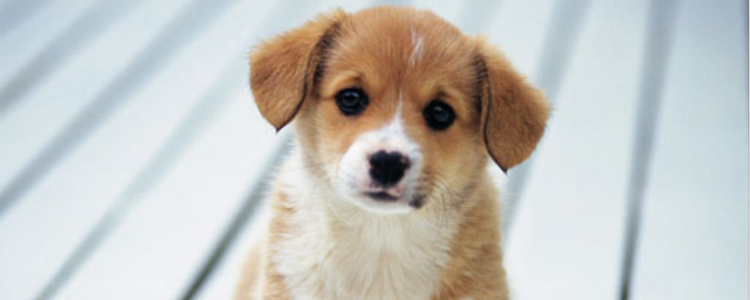 狗得糖尿病晚期死前症状 这些症状的时候主人就需要注意了