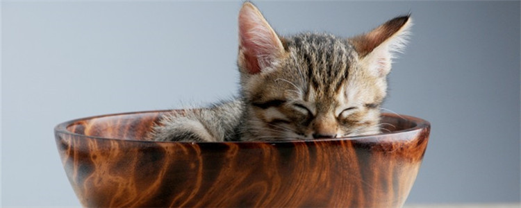 三个月的小猫可以出猫粮吗 三个月的小猫断奶了吗