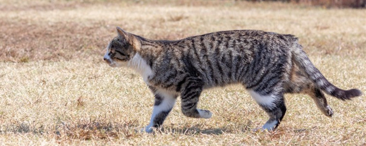 小猫外出回来后腿无力肚子大 猫咪可能得了传腹