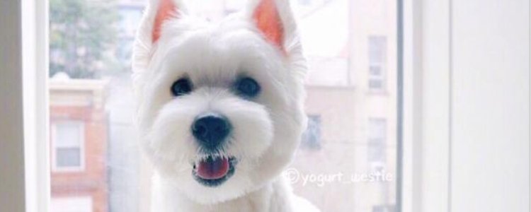 狗耳朵一直竖不起来 最简单有效的就是补钙！