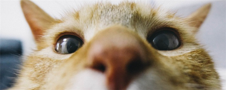 小猫外出鼻子会干吗 猫咪鼻子干不一定是生病