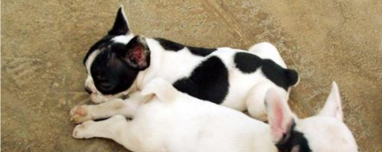 法斗狗几个月开始爆头 正确掌握爆头时间！