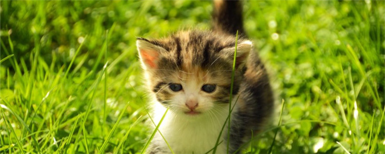 四个月的小猫可以外出吗 小猫能否外出和疫苗有关