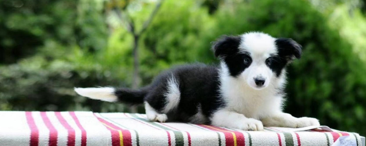 狗用爆头丸好用吗 还敢给狗吃爆头丸?