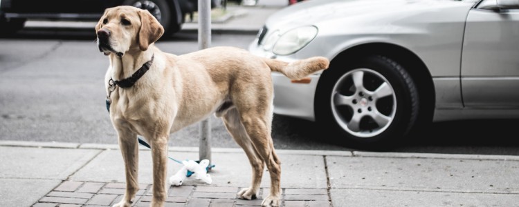 四个月的狗狗会有狂犬病吗