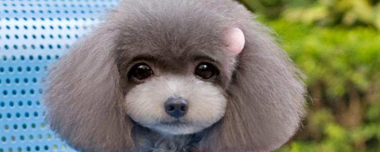 宠物染毛好吗？ 给宠物美容染色利弊知多少？