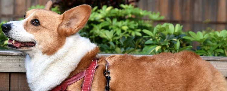 狗吃什么才会爆头 给狗狗爆头的办法你知道么