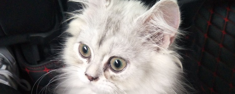 星期猫什么意思 就是坚持不过一星期的猫！