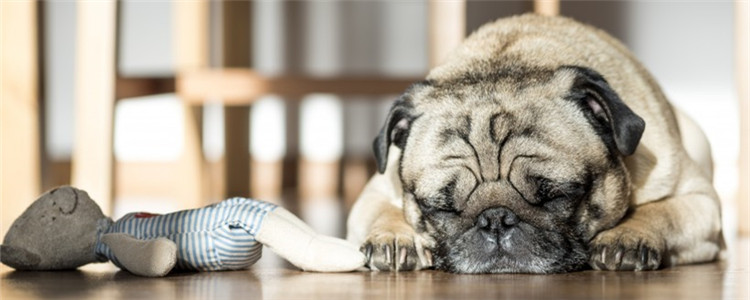 狗狗心脏肥大能活多久 狗狗心脏肥大的情况各不相同