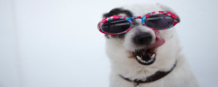 狗抓没出血但有点划痕 需要打针吗?