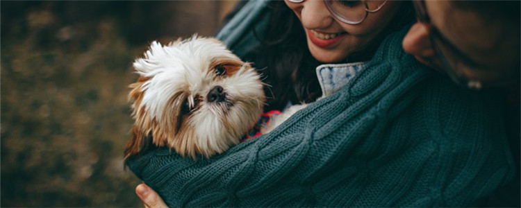 狗狗拉粑粑先干后稀 换季需要给狗狗适当保暖