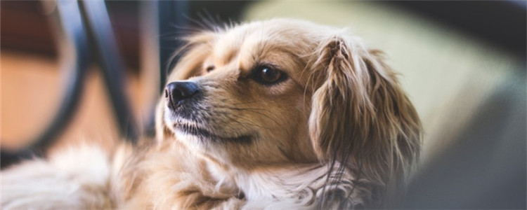 狗狗死了怎么调节心理 生老病死是不能避免的