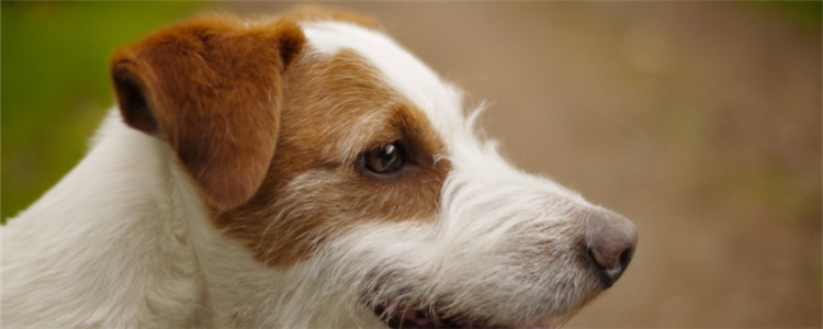 狗狗消瘦但精神好 狗狗的营养可能被抢了!