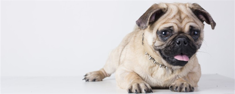 狗狗眼睛外圈长疙瘩 首先要弄清楚病因