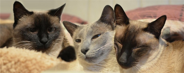 猫的狂犬病的几率有多大 狂犬病不可治愈只能预防