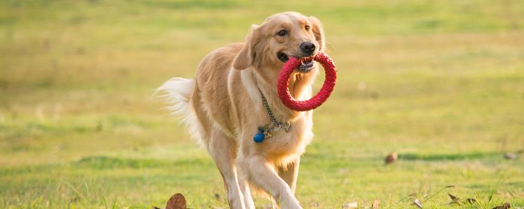 狗狗吃了狗粮后眼屎多是什么原因