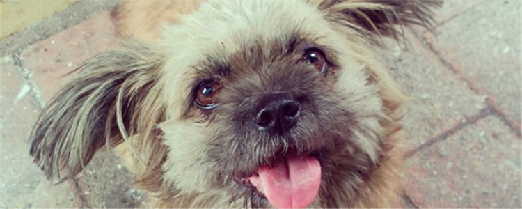 狗脖子上戴的喇叭是什么 伊丽莎白圈是用来干嘛的