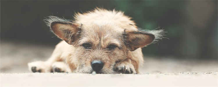 狗被咬伤了怎么处理 最好带狗狗去医院进行处理