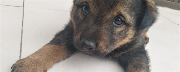 狗被车压了后腿怎么办 当然是及时带狗狗去医院啊