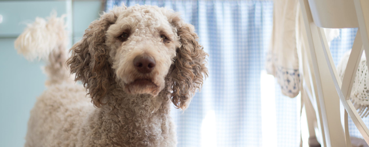 被2.3个月小狗咬了出血 不打针可以吗?