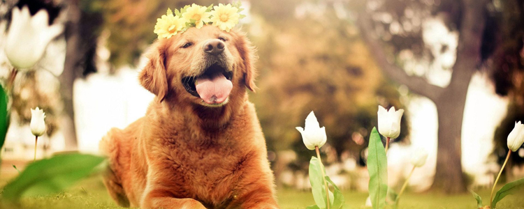 狗牙齿刮表皮没有出血 会患狂犬病吗?