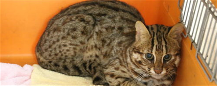 狸猫是什么猫 狸猫可以随意饲养吗