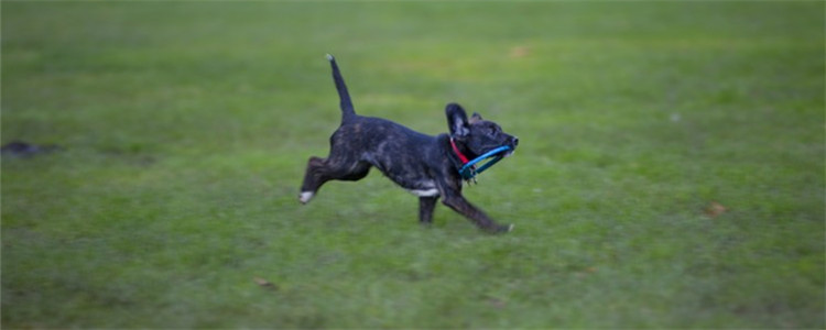 猎犬有一双什么的眼睛 猎犬有哪些优点你知道吗