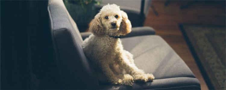 狗狗肚子像拉稀似的响 狗狗的饮食健康不能马虎