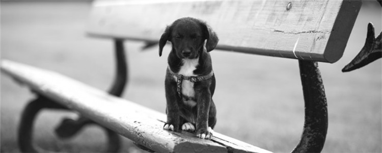 狗狗能吃脆冬枣吗 脆冬枣对狗狗有哪些危害