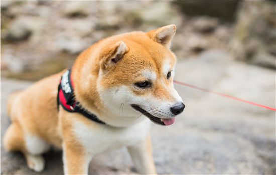 導盲犬要不要絕育 看完你就知道了