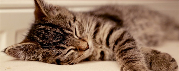 猫吃了儿童感冒药死了 猫为什么不能吃儿童感冒药