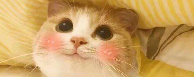 被猫抓伤出血需要打针吗 要分两种情况哦！