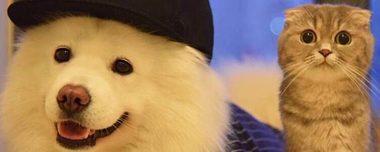 被猫抓伤会得狂犬病吗 看完这篇你就知道吗