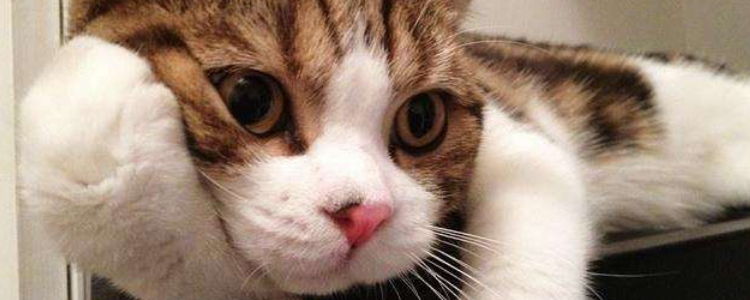 猫三联多久打一次 看完你就知道了