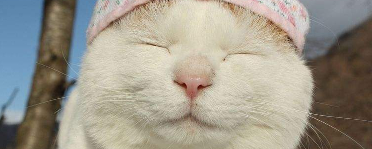 猫能吃盐吗 根本不是网上说的一点都不能吃！