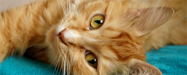 猫传腹猫咪的眼睛变化 猫传腹的症状是什么