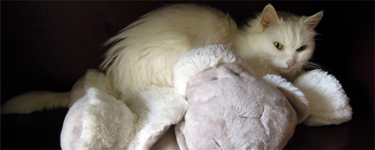 猫传腹肚子硬还是软 猫咪肚子胀大千万不能忽视