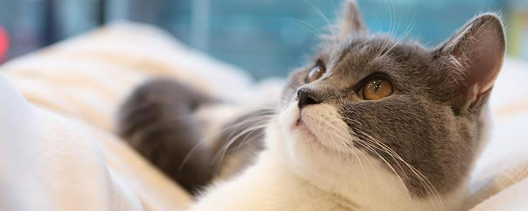 猫藓结痂是不是快好了 痊愈了也不能怠慢哦！