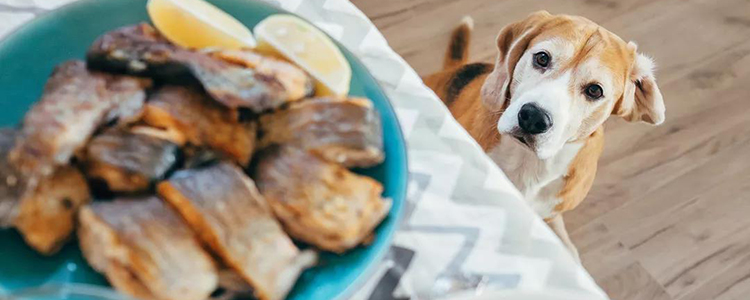 2個月幼犬有狂犬病嗎 正確了解狂犬病！