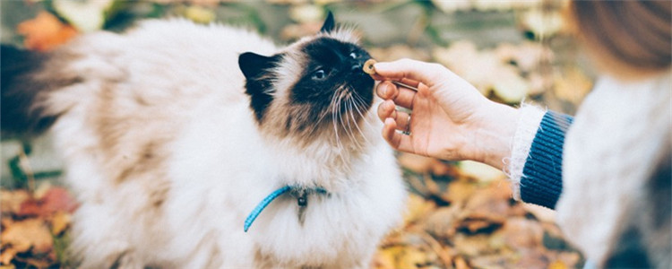 猫咪滴虫会传染人吗 猫咪滴虫传染给人的途径是什么