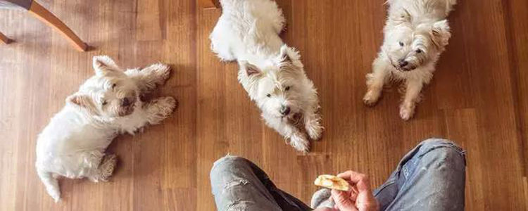 被家养的狗咬了会得狂犬病的几率 正确看待狂犬病