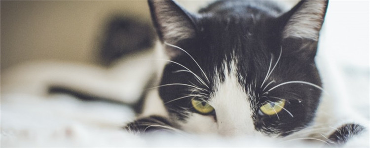 猫咪结膜炎 猫得结膜炎的症状有哪些