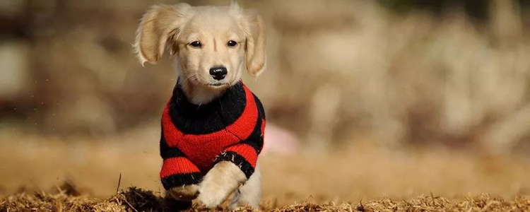 自家狗狗咬出血一定要打针吗 要不要打针和狗狗健康有关！