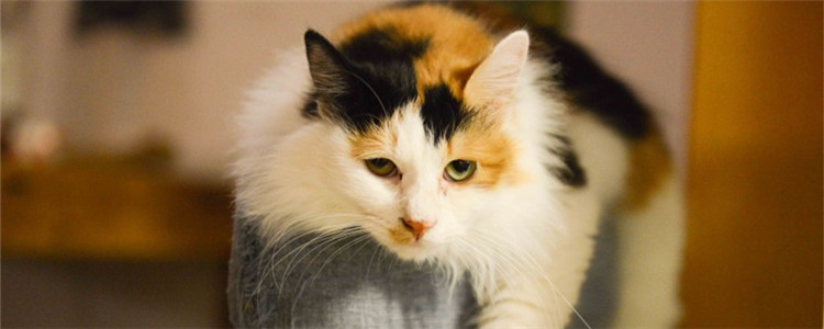 猫咪肛门出血 猫咪是得痔疮了吗