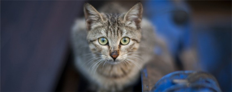 猫咪身上长红疹 猫咪是得皮肤病了吗