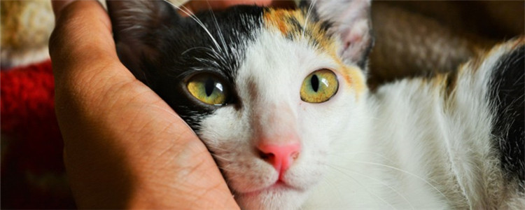 猫咪黑下巴用什么药膏 猫咪黑下巴要怎么治疗才好